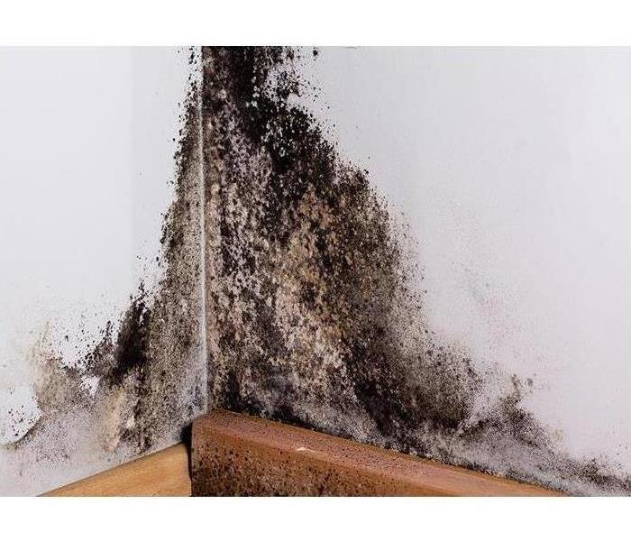A corner of a wall, with dark mold growth